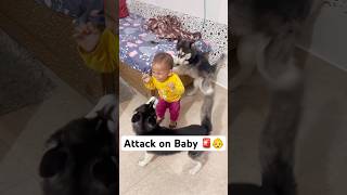 Don’t leave your kid with Dogs 🚨😤 shorts dog husky trendingsongs [upl. by Lorant459]