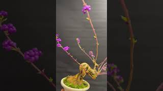 CALLICARPA JAPONICA CLL 16 [upl. by Anelam]