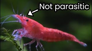 Shrimp Diseases The Truth About Scutariella japonica [upl. by Anav299]