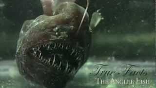 True Facts About The Angler Fish [upl. by Darcy]