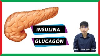 ¿Qué células forman la insulina y glucagón  Metabolismo [upl. by Gnas]