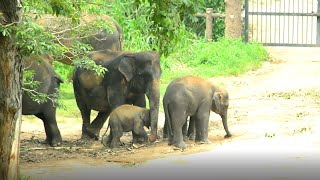 Unbelievable protection of the baby elephant [upl. by Adnoyek]