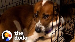 Rescue Dog Stayed in Her Crate For Five Days Until She Realized She Was Home  The Dodo [upl. by Nonnag741]