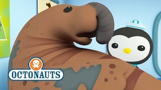 Octonauts Lets Help The Elephant Seal [upl. by Dam]