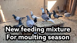 New Mixture for Moulting and winter season  Racing pigeons [upl. by Khanna]