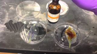 Nutrition  Presence of Starch Experiment  AP amp TS syllabus  Class 10th Biology ch1 [upl. by Avraham]