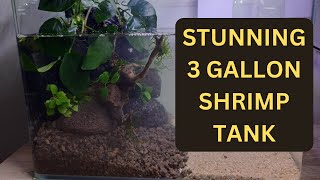 🐠 How to Make a Stunning Shrimp Tank  StepbyStep Planted Aquarium Guide 🌿  3 gallon planted Tank [upl. by Purcell]