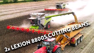 4Kᵁᴴᴰ Harvest 2024 Two of Thurlow Estates Claas Lexion 8800 combines harvesting beans in Suffolk [upl. by Denis]