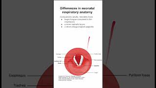 Differences in neonatal respiratory anatomy [upl. by Aysahc]