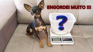 PINSCHER ZERO E ALGUNS CUIDADOS BANHO LIMPEZA DE OUVIDO ALIMENTAÇÃO E PESO [upl. by Isidro]