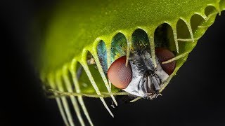 DEADLY Carnivorous Plants Worlds Most Spectacular Plants episode 3 of 14 [upl. by Lindsey876]