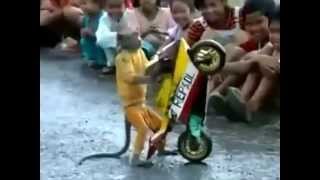 Macaco anda de motocicleta e impressiona a todos com sua habilidade [upl. by Fidelas716]