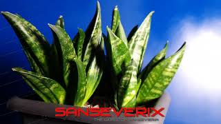 Sansevieria Hahnii Crested  Gaster [upl. by Carisa]