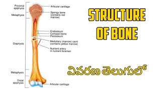 Structure of Bone  Anatomy Lectures  Paramedical Lectures [upl. by Aerbas]