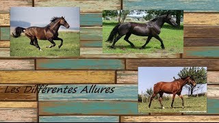 Les Différentes Allures du Cheval [upl. by Aleacim]