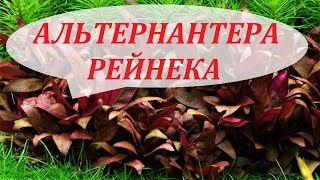 Альтернантера Рейнека Аквариумные растения Уход размножение содержание Alternanthera reineckii [upl. by Annabelle]