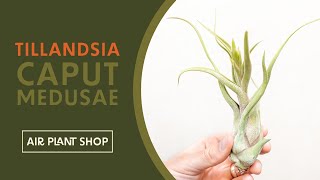 Air Plant Spotlight  Tillandsia Caput Medusae [upl. by Odille]