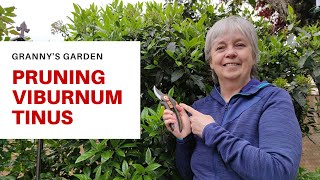 HOW TO PRUNE VIBURNUM TINUS [upl. by Glenden]