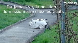 Du jamais vu la position du missionnaire chez les chats [upl. by Miner]