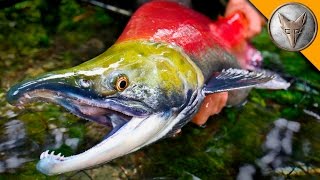 MONSTER Sockeye Catch [upl. by Benny]