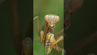 What Do Praying Mantises Eat 🦗 [upl. by Ahsiatal]