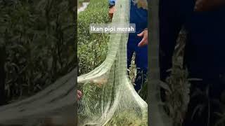 Tak sangka ket sini banyak ikan pipi merah gengdunia fishing fishingtutorial [upl. by Effie]