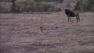 Lion cub thinks it can take on a wildebeest [upl. by Dillon486]