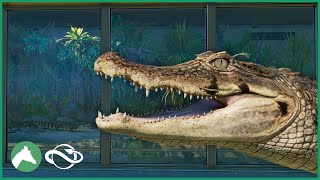 Building an Indoor SPECTACLED CAIMAN Habitat in the Elm Hill City Zoo  Planet Zoo [upl. by Nauq576]