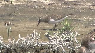 Temmincks Stint Calidris temminckii [upl. by Landrum867]