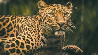 The Leopard Song  Learn about Leopards  Big cats Songs for kids [upl. by Wickman]