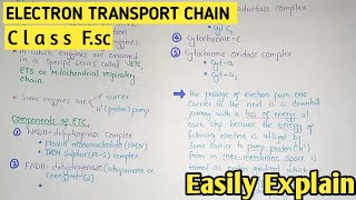 Electron Transport Chain  Mitochondrial Respiratory Chain  Class 11 Biology [upl. by Titus]