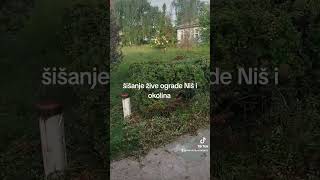 Šišanje žive ograde Niš I okolina [upl. by Harpole391]