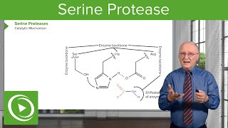 Serine Protease Background amp Catalytic Mechanism – Biochemistry  Lecturio [upl. by Irakab]