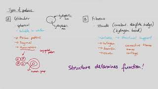 Membranes Mindmap OCR A Level Biology 25 [upl. by Moe22]