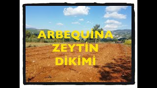 ARBEQUİNEARBEKUNA ZEYTİN DİKİMİ arbequina zeytin [upl. by Jordain]