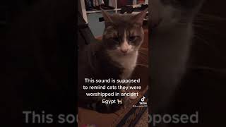 Ancient Egypt cat worship tiktok [upl. by Repard]