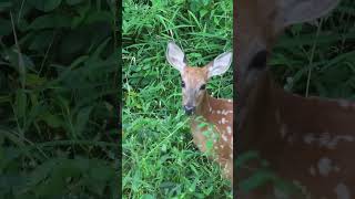 Deer Fawns Nibbling on Plants deer naturelovers nature wildlife mammals [upl. by Orvan]