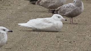 Glaucous Gull [upl. by Rumery]