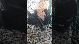 New baby Come Pakistani pigeons highflyer dubai highflyerspigeon  kabotar kabutar dubai pigeon [upl. by Einobe]