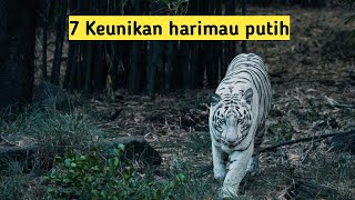 7 Keunikan Harimau Putih [upl. by Monteria]