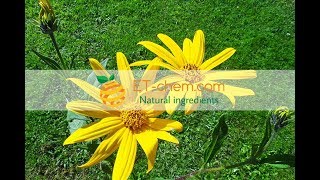 Inulin Helianthus tuberous LJerusalem artichoke powder Chicory Root Extractbenefits [upl. by Reggi223]