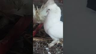 Fancy pigeon fantail breeding pair for sale🤑📞7888191645 [upl. by Hares86]