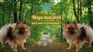 🐶🐕‍🦺♥️ 🌳 Promenade avec mon spitz nain Loulou de Poméranie Maya de la campagne [upl. by Nidak]