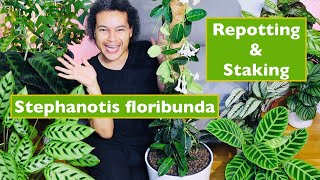 How to Repot amp Stake Up Stephanotis Floribunda Madagascar Jasmine [upl. by Nednal]