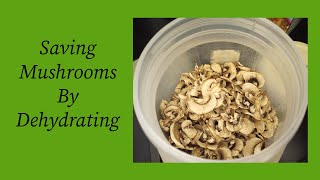 Saving Mushrooms by Dehydrating [upl. by Nediarb]