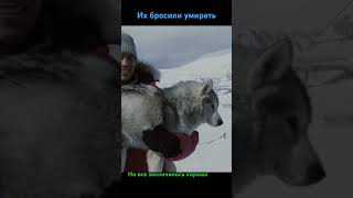 Хаски Husky eightbelow белыйплен полуокер PaulWalker фильмыпрособак like драма собаки [upl. by Lyris]