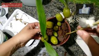 COMO REPLANTAR E CUIDAR DA ORQUÍDEA COELOGYNE CRISTATA  RegaAdubaçãoSubstrato✴️ [upl. by Alacim]