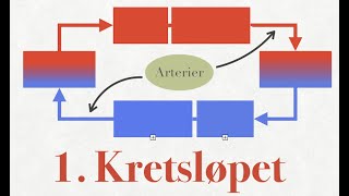 1 Menneskets blodsirkulasjon  enkelt forklart [upl. by Carita]