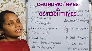 Differentiate betwen Chondrichthyes and Osteichthyes in plus one zoologyplus1 exam zoology [upl. by Wills524]