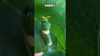 I Found Caterpie in Real Life pokemon [upl. by Dnalevelc]